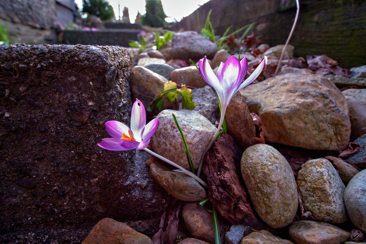 Picture of flowers blooming amount rocks